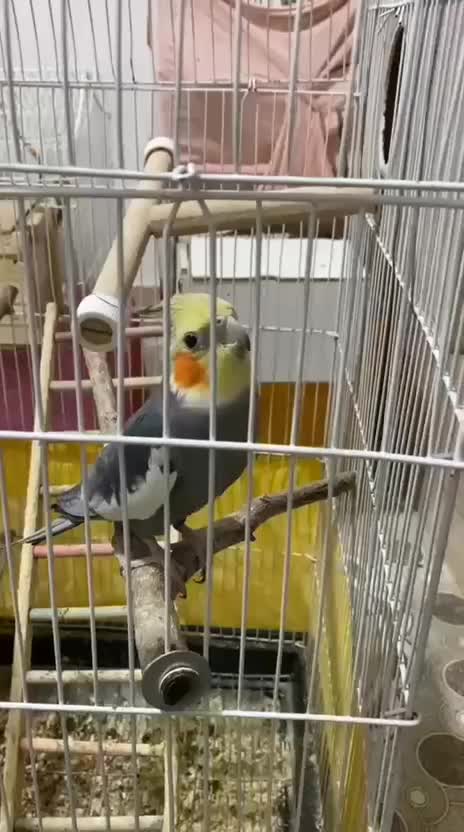 عروس هلندی نر مست سخنگو|پرنده|فردیس, ثابتی|دیوار