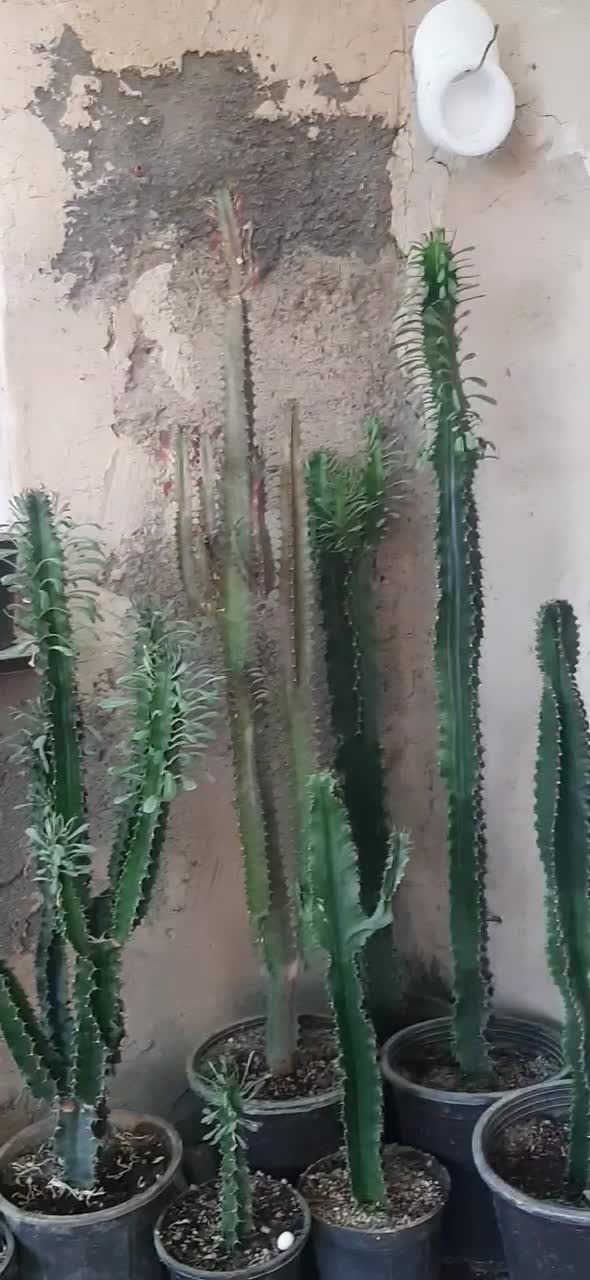 کاکتوس|گل و گیاه طبیعی|مشهد, سجادیه|دیوار