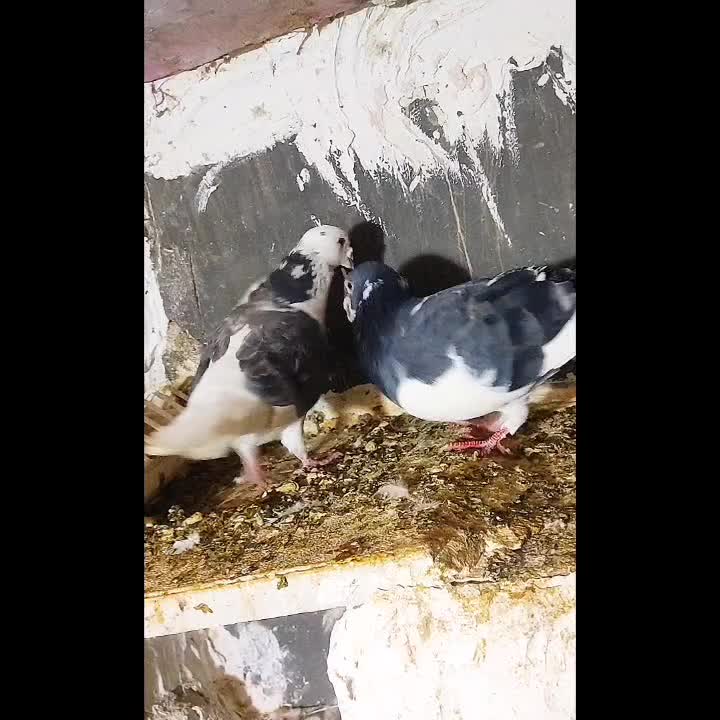 کفتر|پرنده|چناران, |دیوار