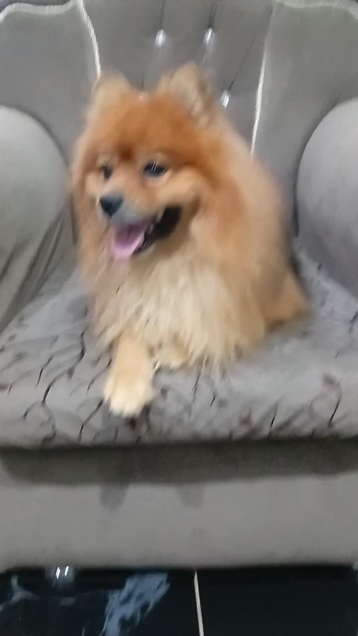 واگذاری سگ پامر یا پامرین نر|سگ|آکند, |دیوار