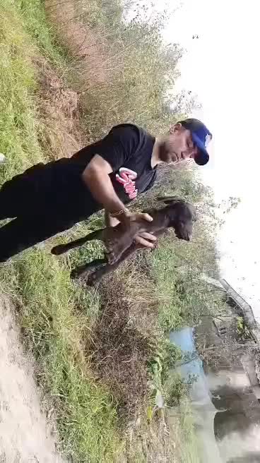 توله آلمانی ۴ماهه اصیل|سگ|صومعهسرا, |دیوار