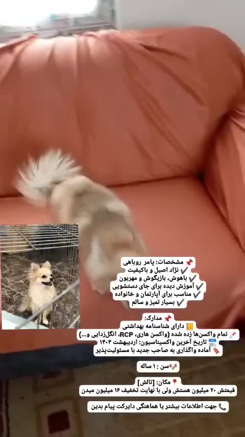 پامر روباهی|سگ|تالش, هشتپر|دیوار