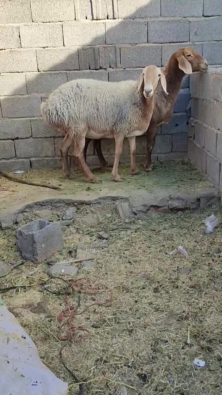 میش چینی قندوزی ابستن سنگین مایه کرده دوقولوزا|حیوانات مزرعه|کرمان, |دیوار
