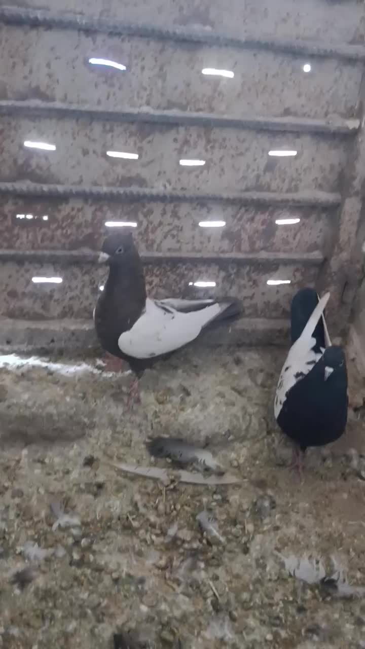 فروش کبوتر|پرنده|مرودشت, ثبت احوال|دیوار