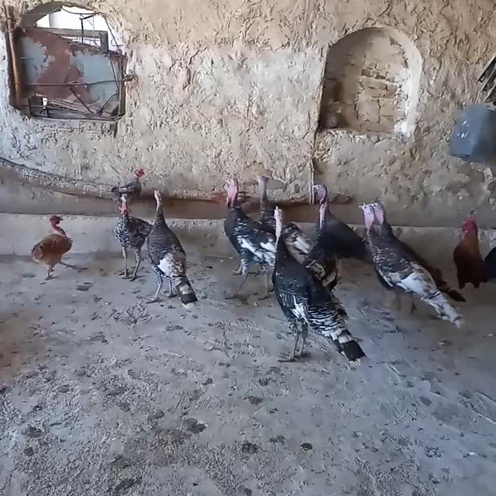 بوقلمون محلی بفروش میرسد|حیوانات مزرعه|کازرون, |دیوار