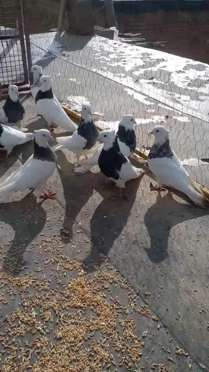 ۱۸ عدد طوقی خوب|پرنده|زیویه, |دیوار