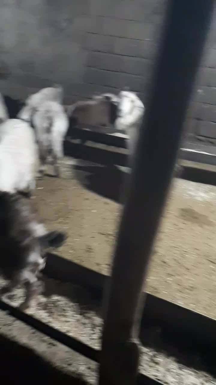 بز و بزغاله|حیوانات مزرعه|کرج, چهارصد دستگاه|دیوار