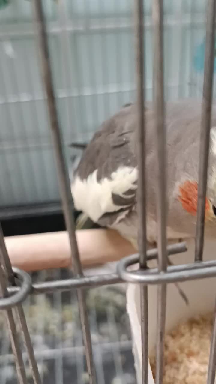 عروس هلندی سینامون ماده خال دار|پرنده|تاکستان, |دیوار