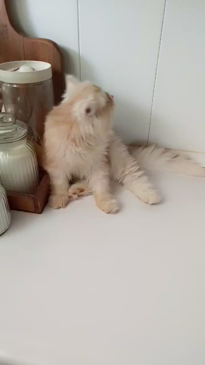 پرشین کاراملی نر|گربه|فولادشهر, B8|دیوار