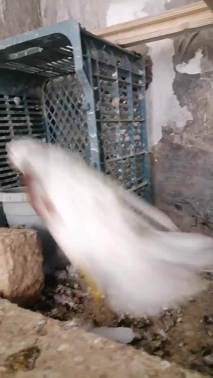 طوقی|پرنده|اسفراین, |دیوار