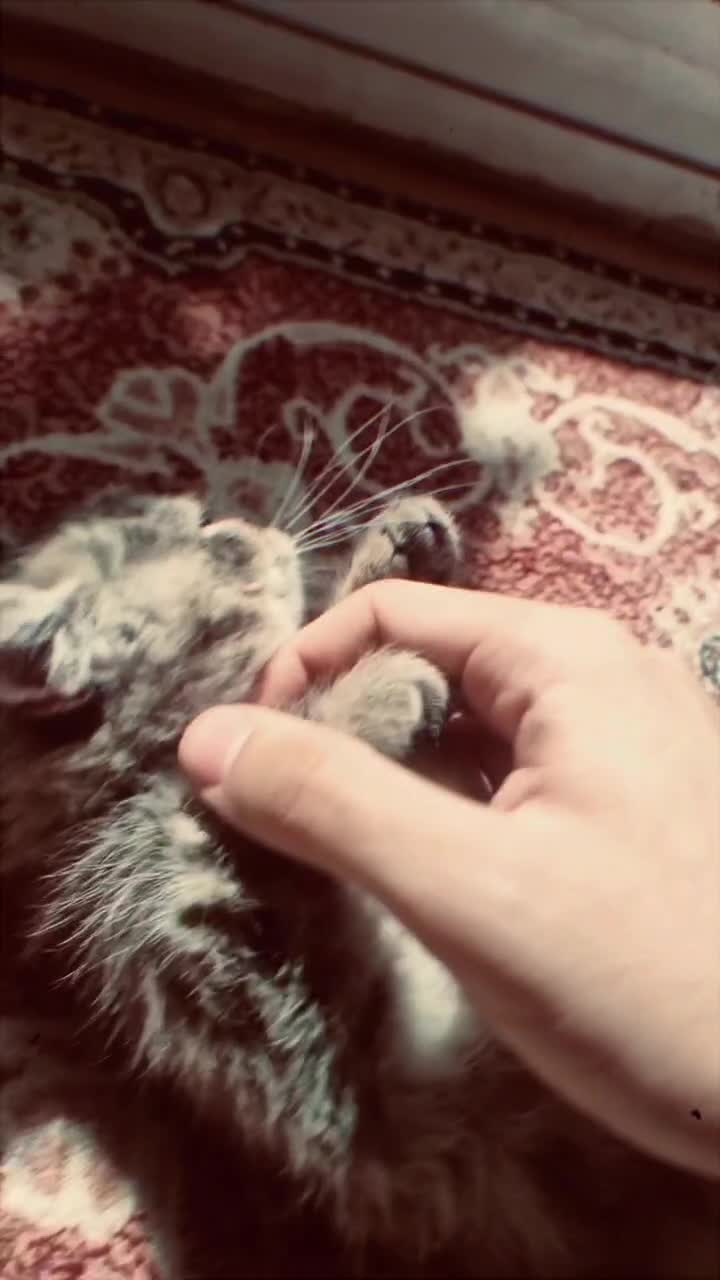 گربه ۴ ماهه بریتیش|گربه|شاهین‌شهر, شهرک هشت بهشت|دیوار