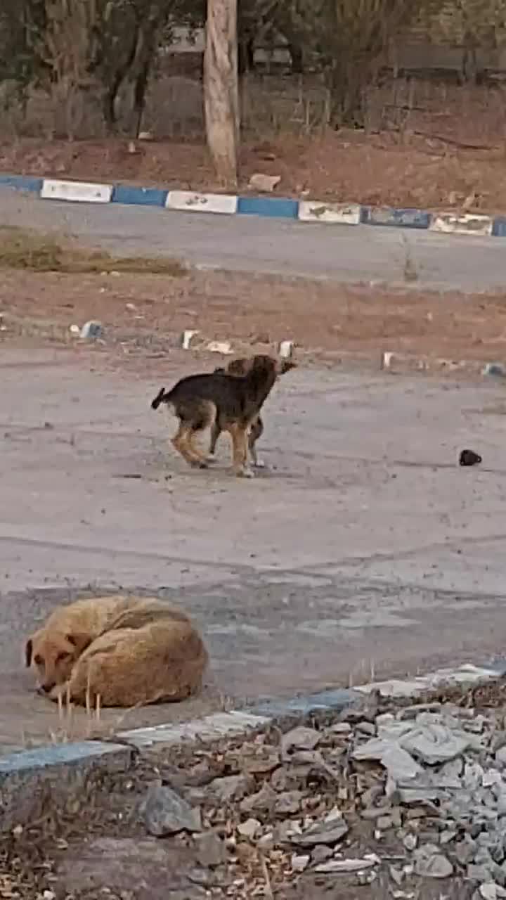 دو قلاده توله سگ نژاد میکس|سگ|رشت, گیل|دیوار