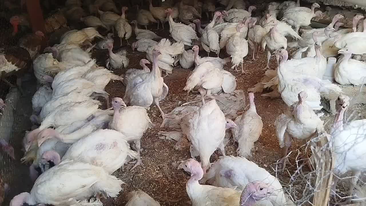 بوقلمون بیوتی|حیوانات مزرعه|کرمانشاه, |دیوار