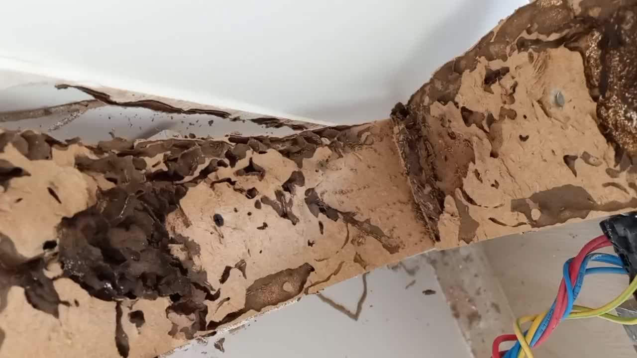 موریانه‌زدایی و سم‌پاشی جانوران‌ موذی (تضمینی)|خدمات نظافت|دزفول, |دیوار