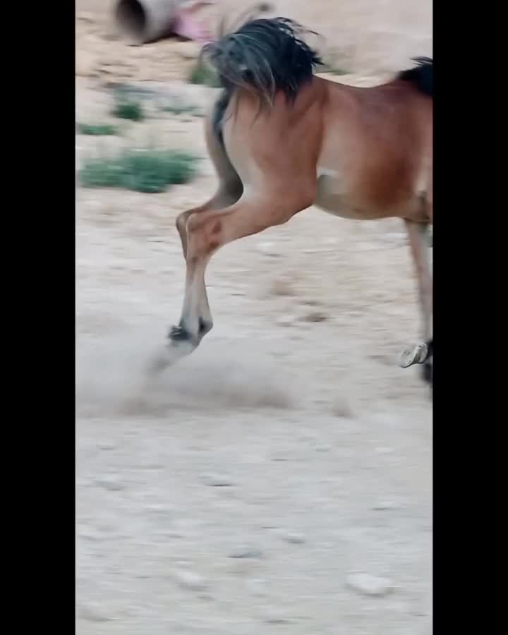 اسب|اسب و تجهیزات اسب‌سواری|سپیدان, |دیوار