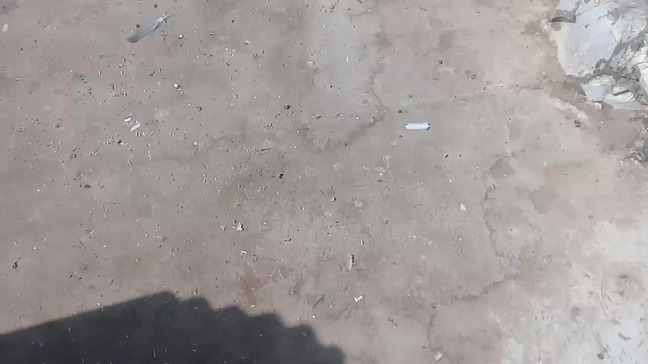 مفلق خرقه کیپ دمگیر جیر جیر|پرنده|اصفهان, سودان|دیوار