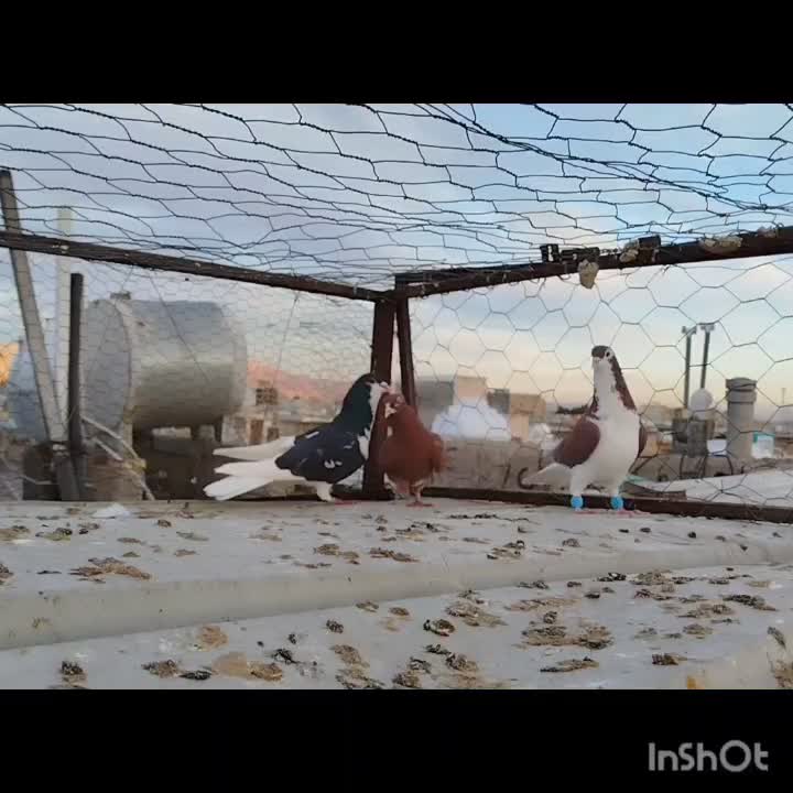 کفتر جان آردن و شهری سرک دم سفید|پرنده|شیراز, کوشک میدان|دیوار