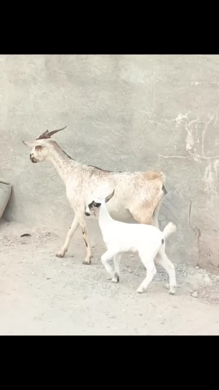 بز صلاله با کهره ماده|حیوانات مزرعه|بندرعباس, |دیوار