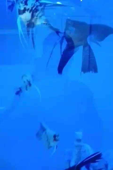 ماهی آنجل|ماهی|تهران, شهرک رضویه|دیوار