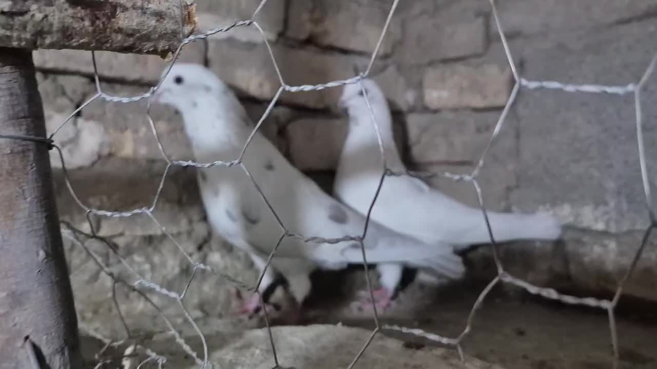 کفتر|پرنده|تبریز, |دیوار