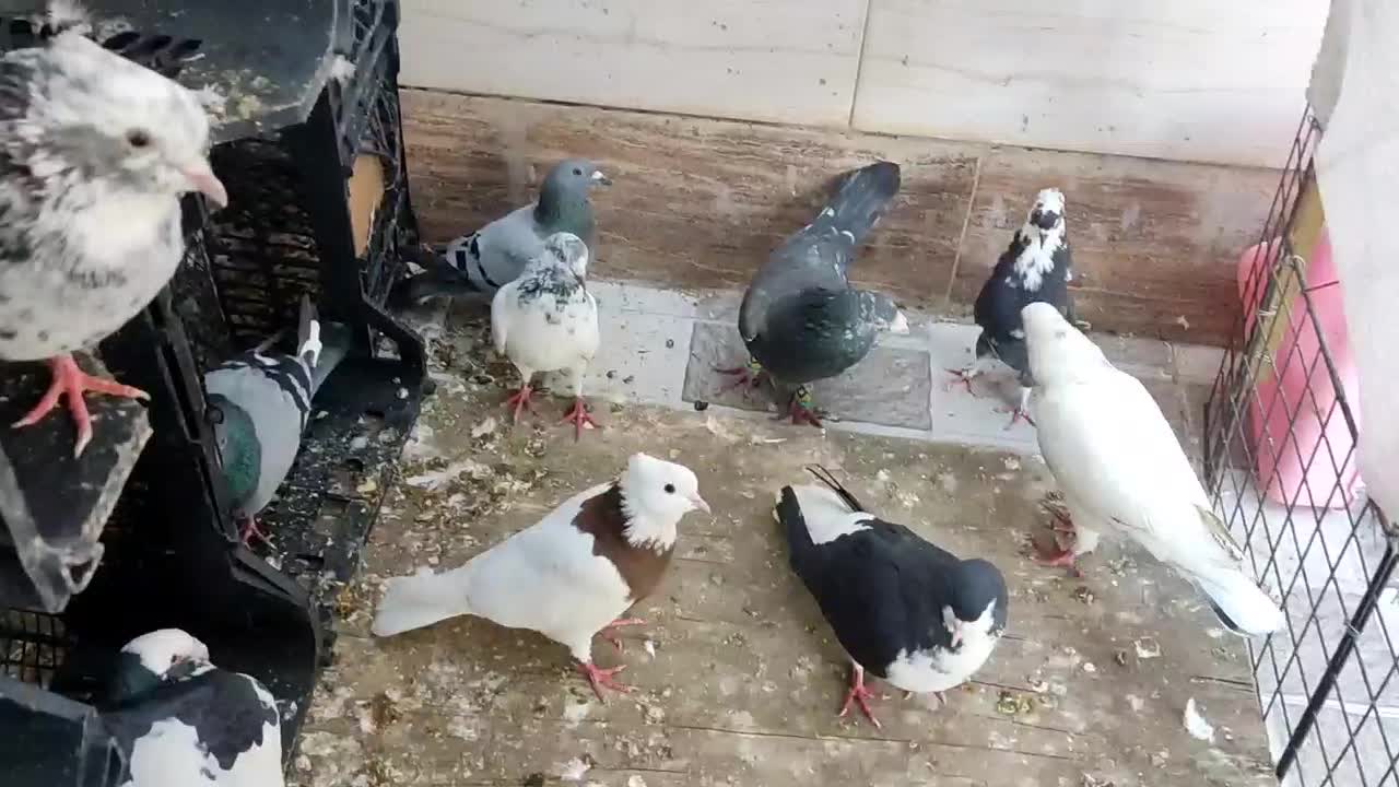 کبوتر|پرنده|بوشهر, |دیوار