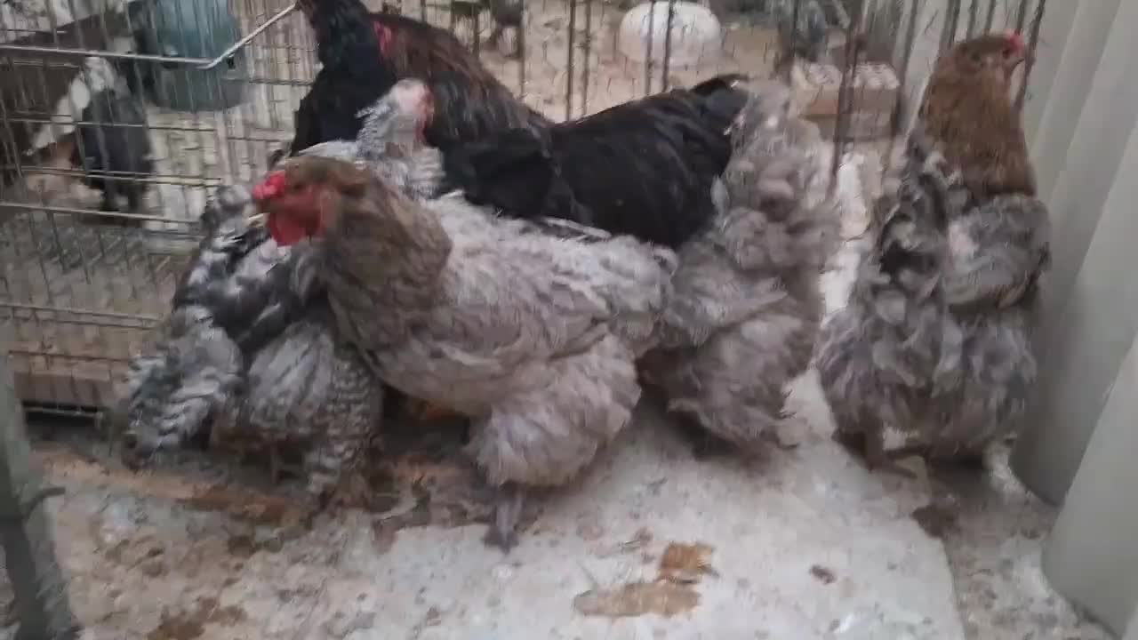 مرغ و خروس و نیمچه برهما امپراطور اصل رنگ خاص|حیوانات مزرعه|تهران, خانی آباد نو شمالی|دیوار