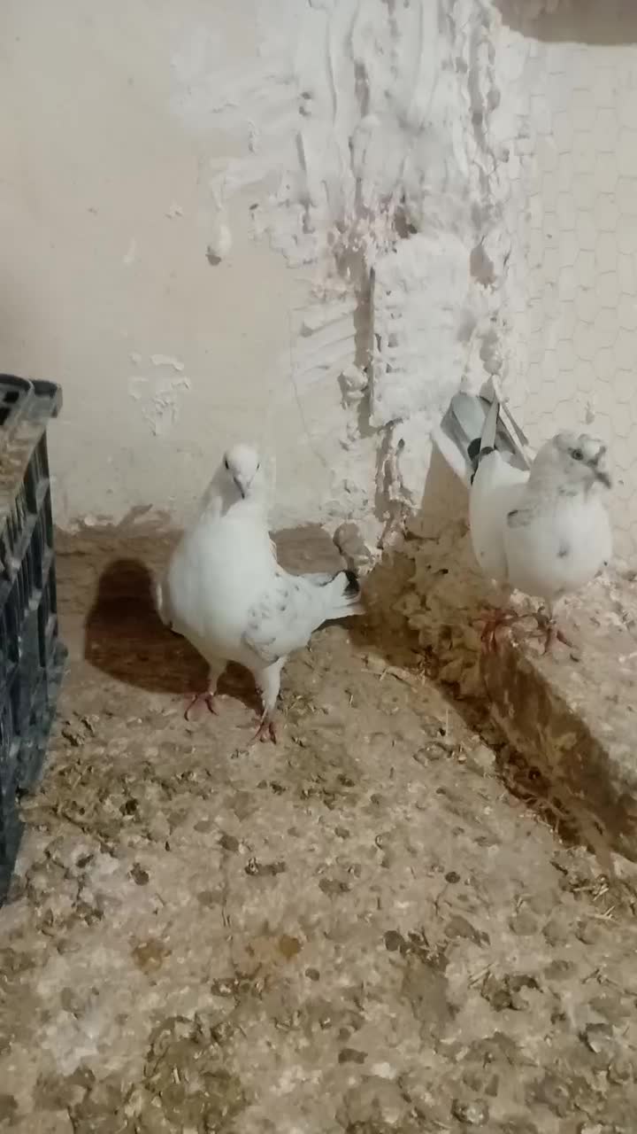 کبوتر پرشی|پرنده|بزینه رود, |دیوار