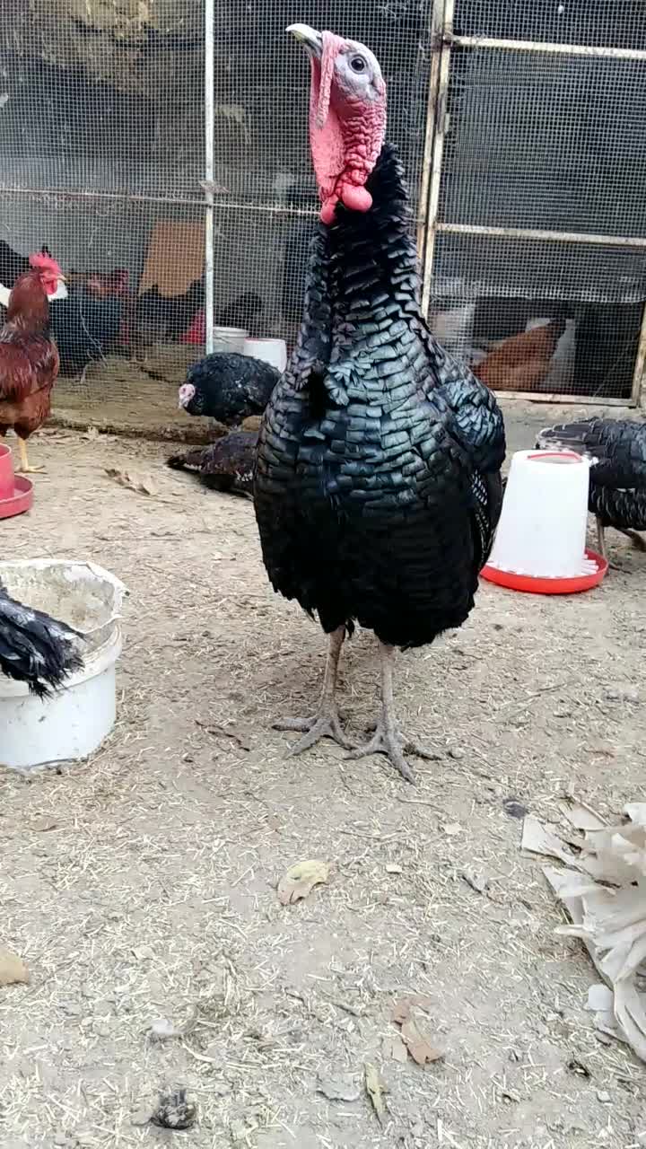 بوقلمون و مرغ وخروس|حیوانات مزرعه|مشهد, کوشک مهدی|دیوار