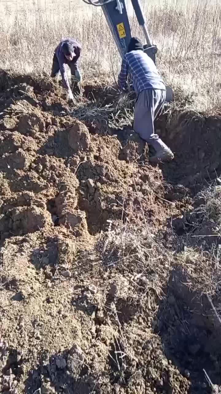 تولید و عرضه نهال بادام اصلاح شده مرودشت|خدمات باغبانی و درختکاری|مرودشت, ثبت احوال|دیوار