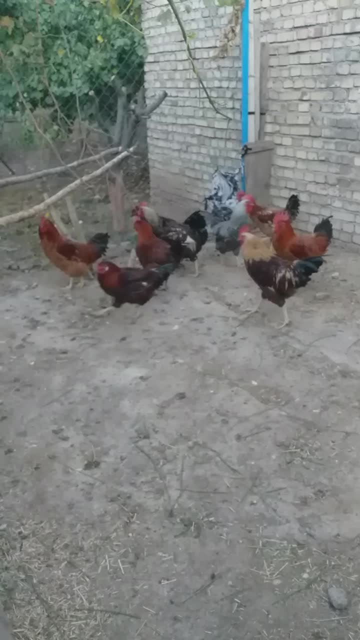 خروس محلی|حیوانات مزرعه|مرند, |دیوار