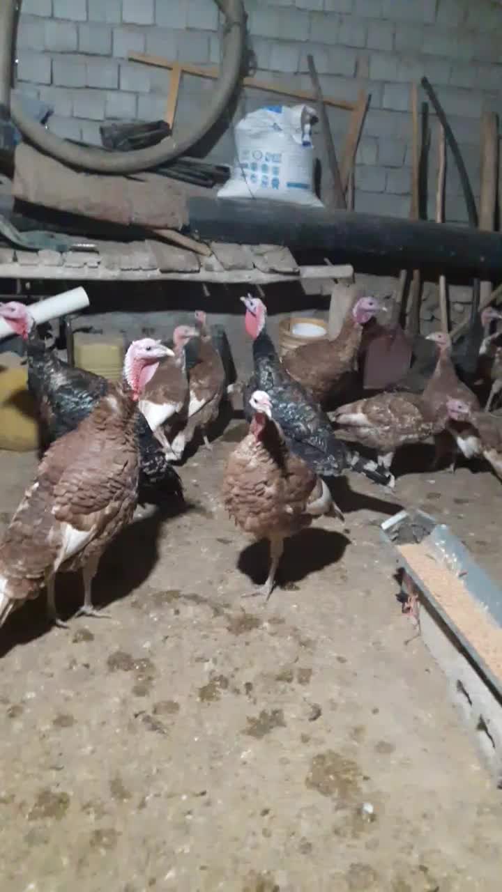 بوقلمون نر و ماده|حیوانات مزرعه|چاراویماق, |دیوار