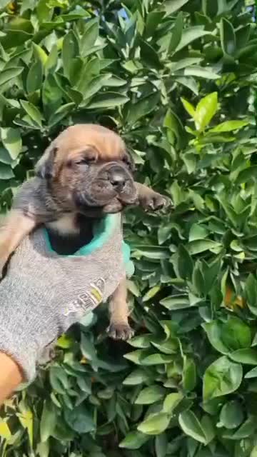 واگذاری توله کنکورسو|سگ|رشت, منظریه|دیوار