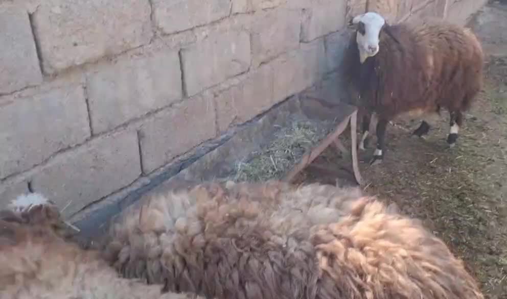 3 راس کاور ماده افشاری دره شهر|حیوانات مزرعه|دره شهر, |دیوار