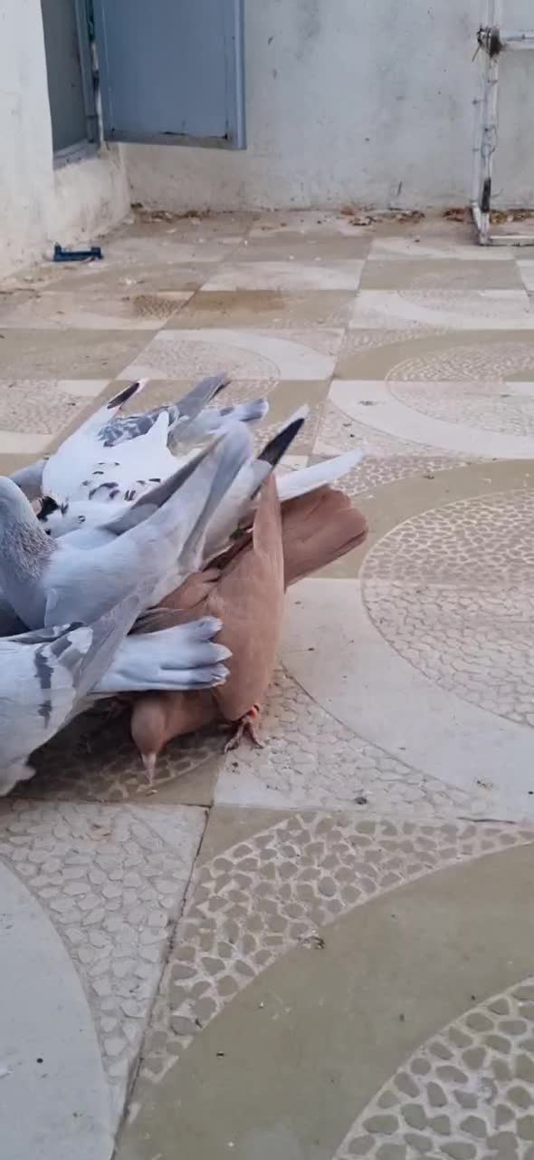 کرمونی شکلاتی|پرنده|تربتحیدریه, رباط سفلی|دیوار