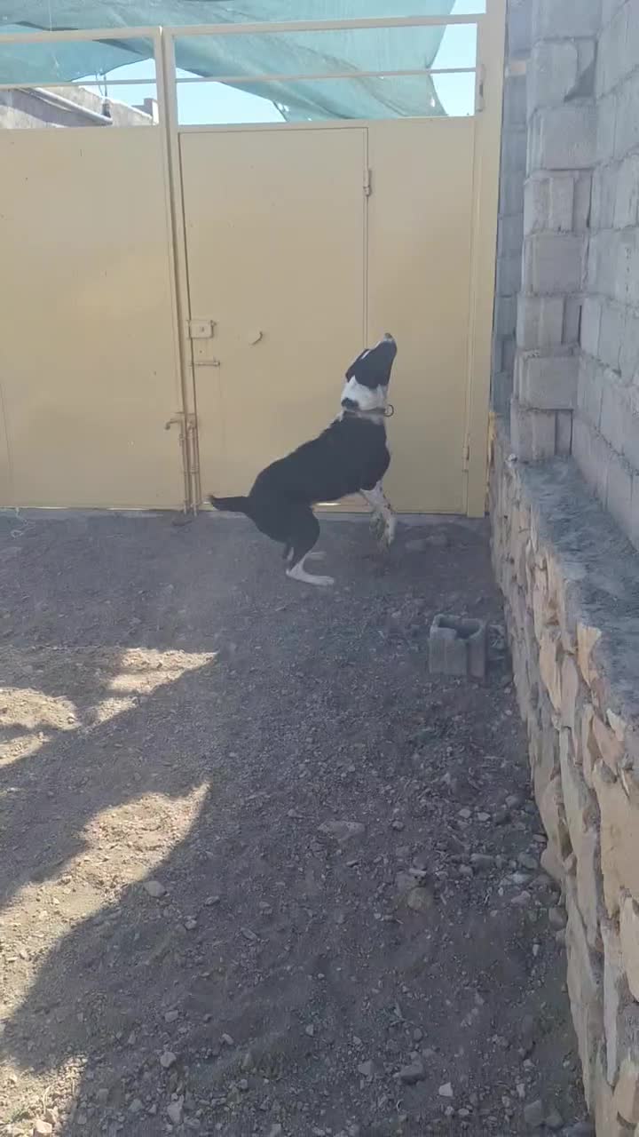 واگذاری سگ|سگ|جوین, |دیوار