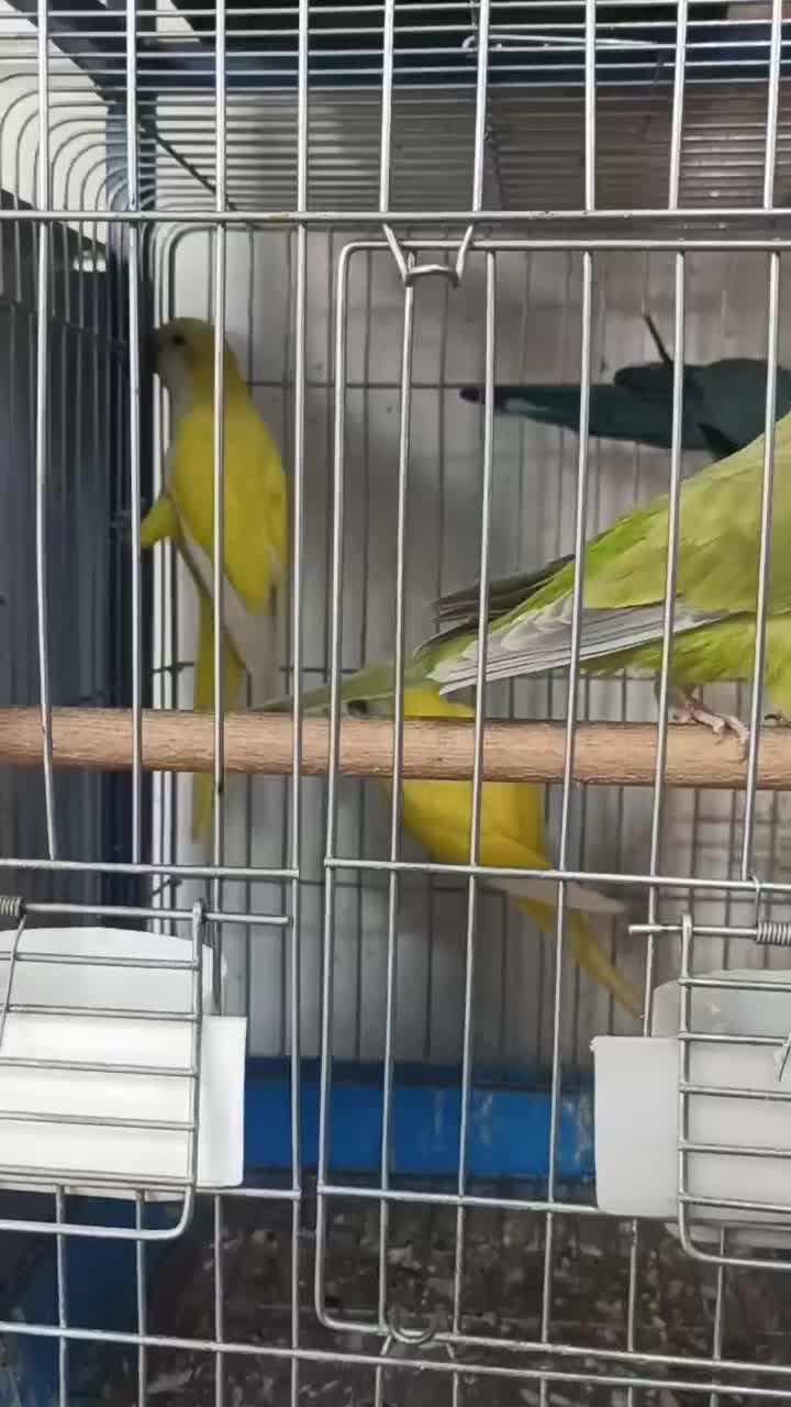 راهب مولد|پرنده|تهران, شهرک آتی شهر|دیوار