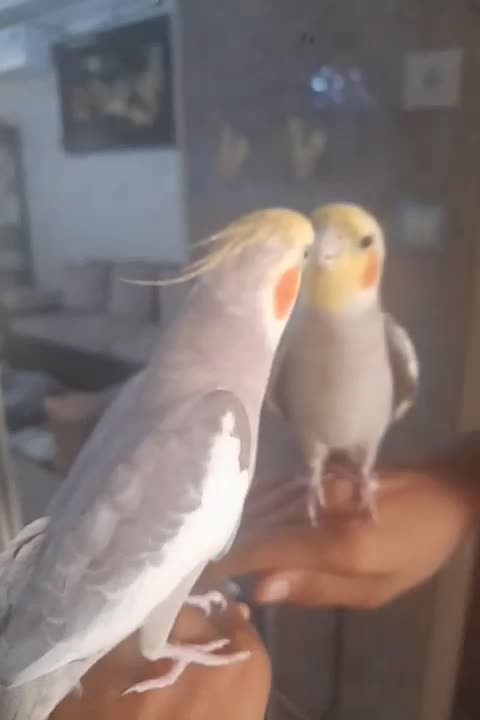 عروس هلندی سخنگو|پرنده|تهران, شهرک طالقانی|دیوار