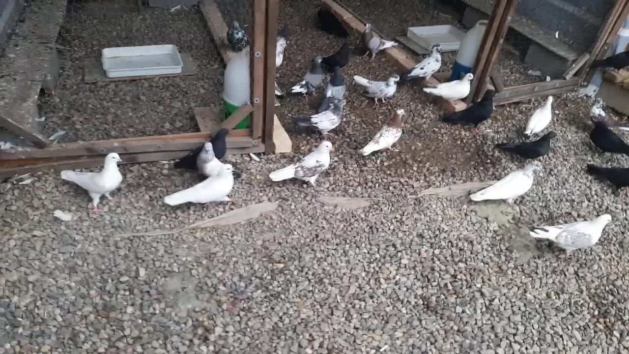 کبوتر زاغ و تعدای پرشی ساعت سنگین مهرتیر ماه|پرنده|مرزیکلا, |دیوار