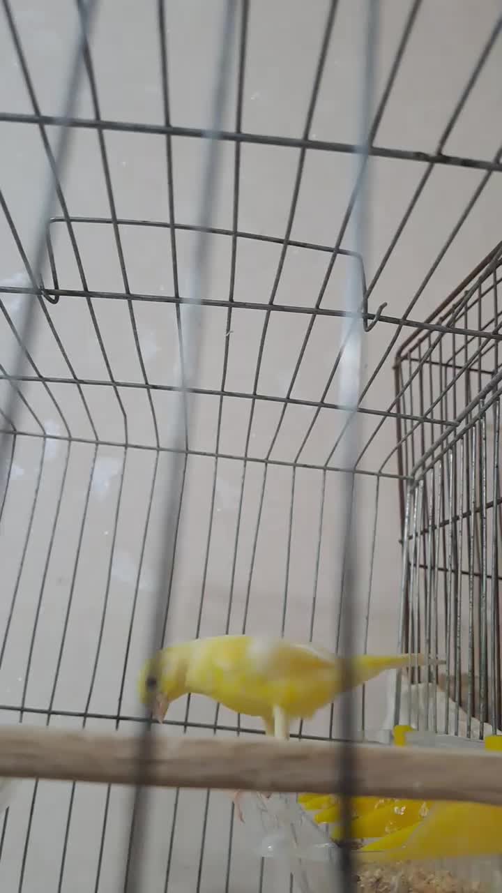 قناری نر|پرنده|بندرعباس, |دیوار