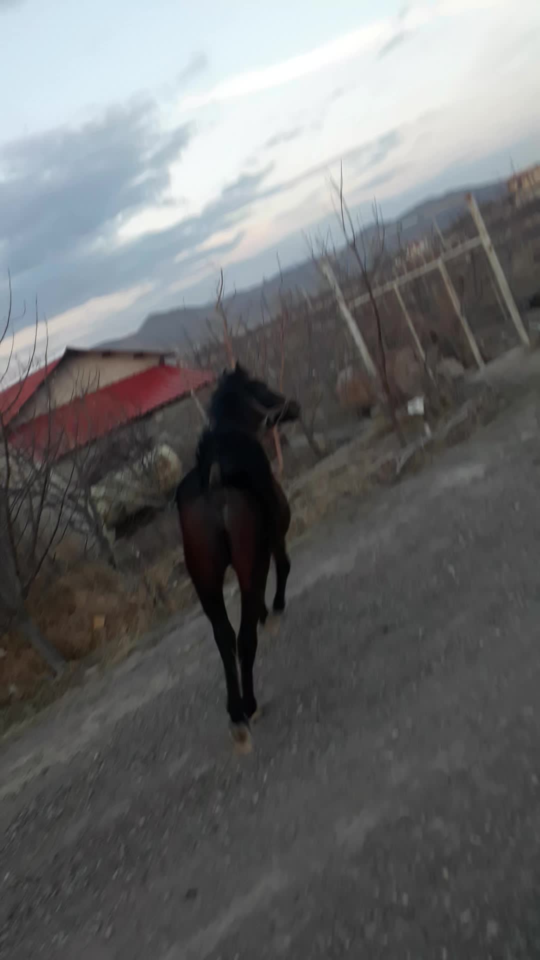 اسب کرد|اسب و تجهیزات اسبسواری|اهر, |دیوار