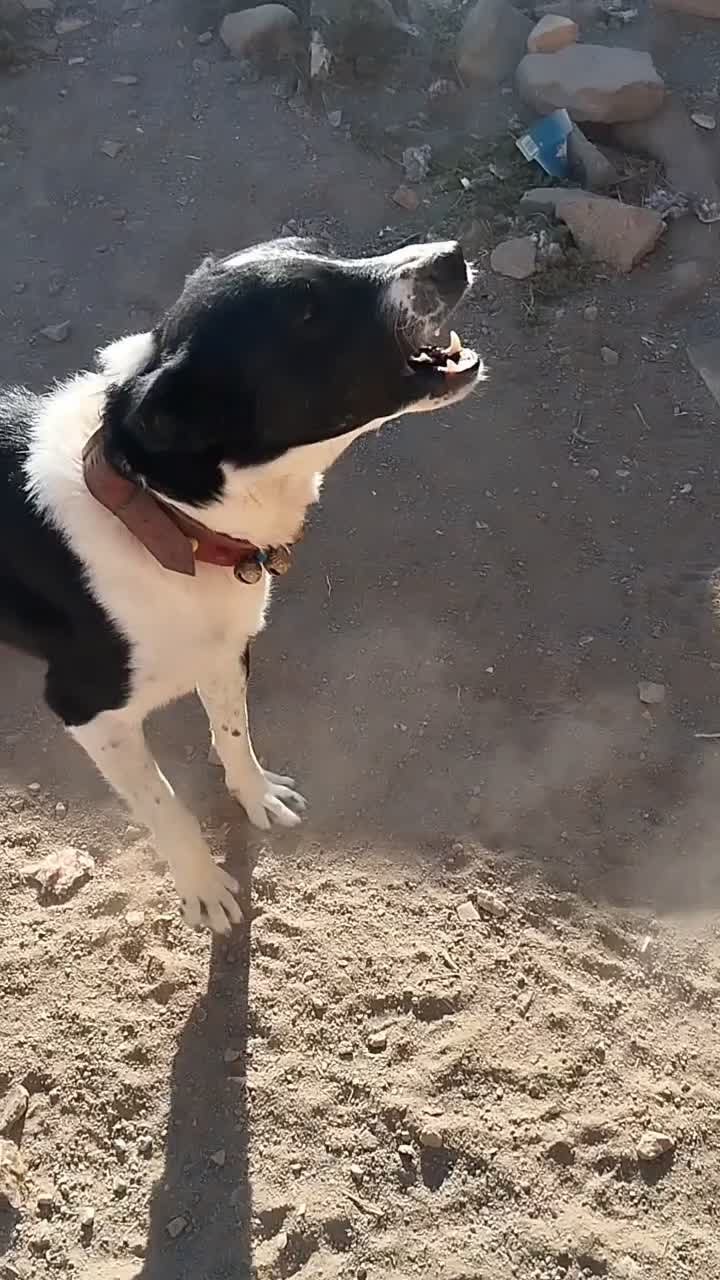 سگ قدرجونی|سگ|سلفچگان, |دیوار