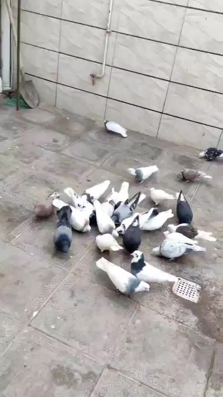 دسته کبوتر شهرستانی پرشی رنگه|پرنده|مشهد, حجت|دیوار