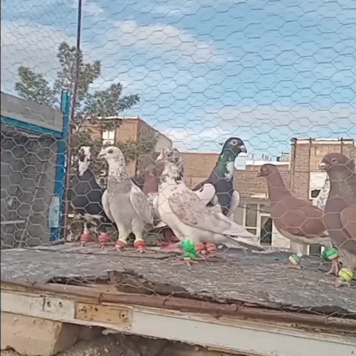 پرنده۲۵تای|پرنده|سبزوار, قدس|دیوار