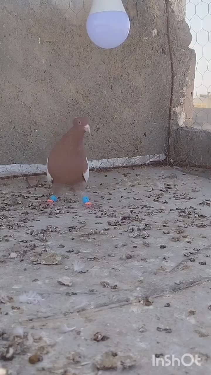 سینه سرخ نر|پرنده|بجنورد, |دیوار