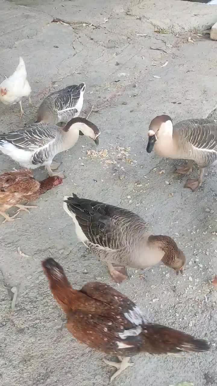 قوغاز|حیوانات مزرعه|آبدانان, |دیوار