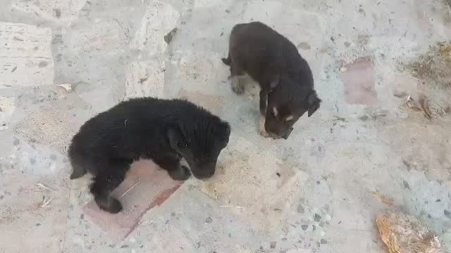 واگذاری|سگ|شیراز, فضل‌آباد|دیوار