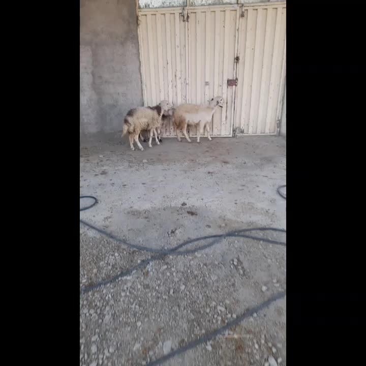 بره ماده سه عدد پلنگی|حیوانات مزرعه|بروجرد, |دیوار