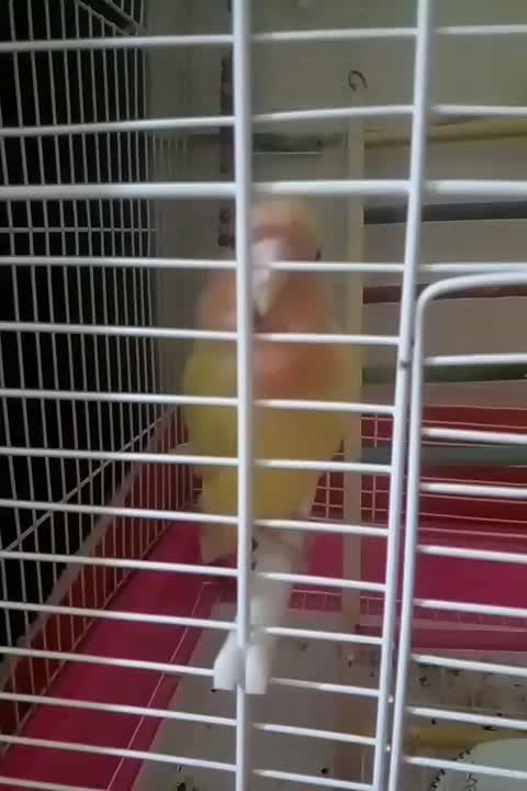 طوطی برزیلی|پرنده|ماهدشت, |دیوار