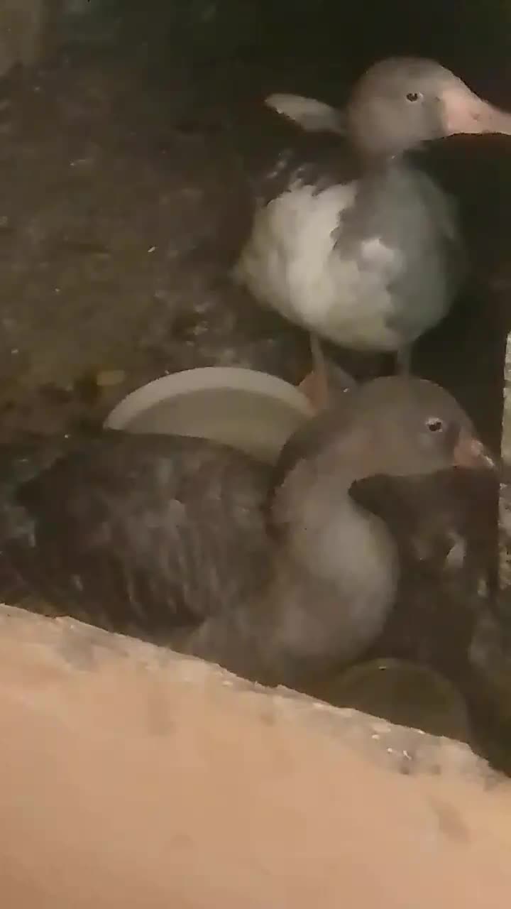 دوعدد غاز  فروشی|حیوانات مزرعه|رامشیر, |دیوار