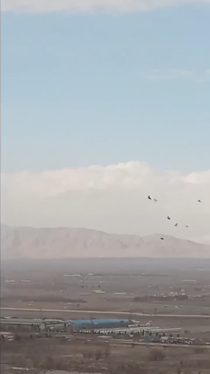 کفتر قره|پرنده|تبریز, |دیوار